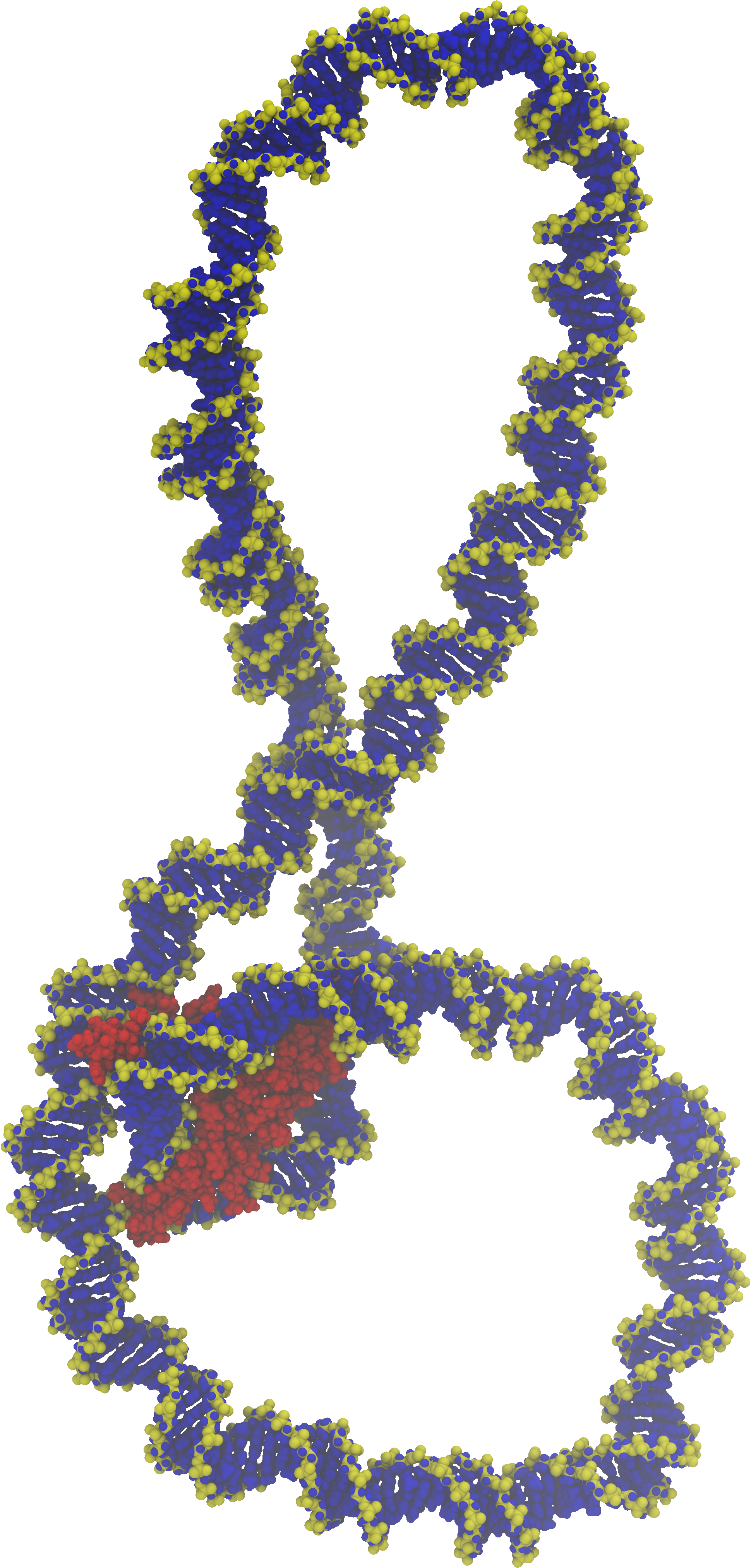 A writhed DNA minicircle bridged by a small protein is shown in a van der
Waals representation. The circular DNA, of 336 base pairs, is represented in
blue, with its backbone highlighted in yellow, while the red protein has two
arms placed in the minor grooves.